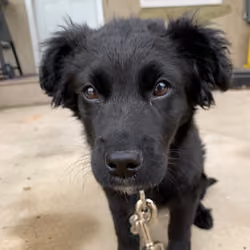 Sadie's First Walk