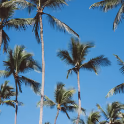 Palms
