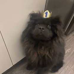 Yasuke the One