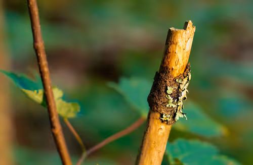 Item #78614967916850878758896281278088562819031429561597845143063368095966223663105 Media