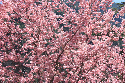 Item #88341892428238457671163359138931352612055705478125639874456303495119965782017 Media