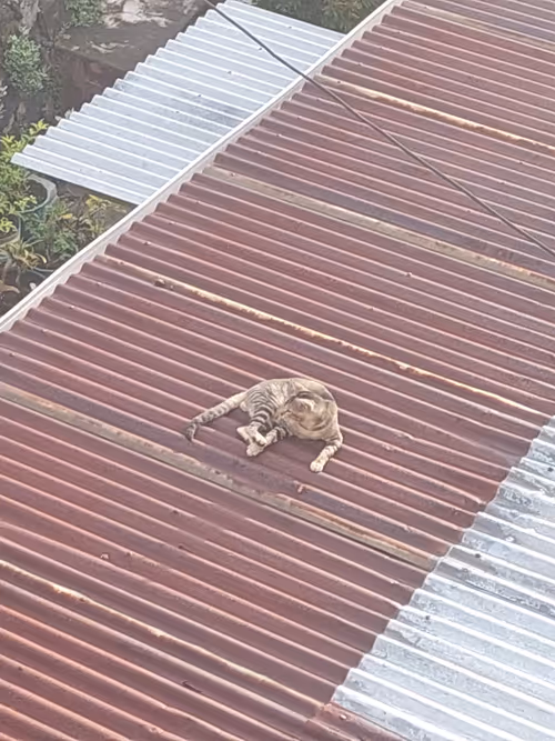 Item #9353581079636728982556130427644723530652672069326946727382292901313583775745 Media