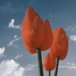 Transparent Cloudy Tulips