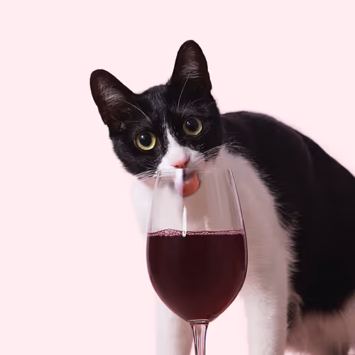 Item #59322478505562103206943834534959149649327924503749093433269056269403952250881 Media