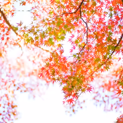 Green vs. Red