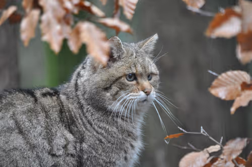 Item #106870078454534698311606461225664382982354268042883800261475775711202617851905 Media