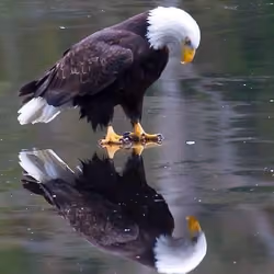 Adler