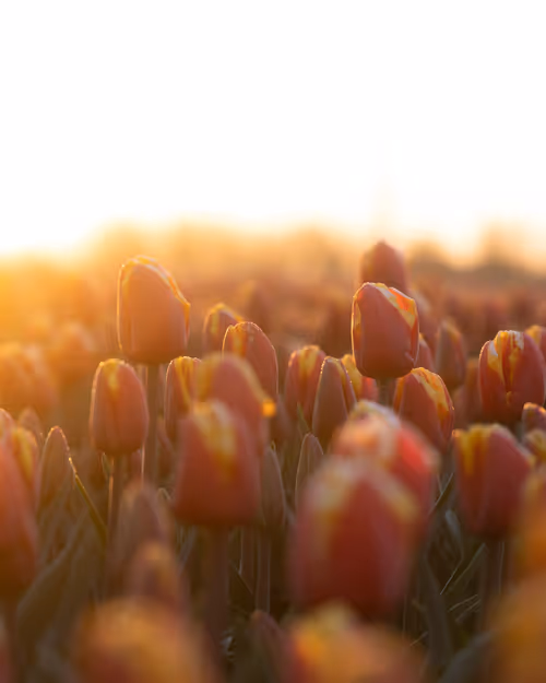 Item #3461261320663593426900354360876375017663922749216533272399435657621213806593 Media