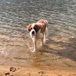 Daisy at the lake