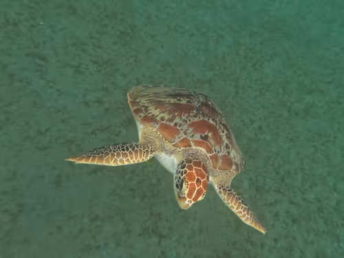 Item #57636846716625674083637003599082399011400728335992986804098864715385947553793 Media