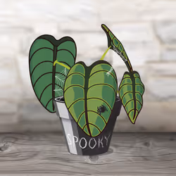Calocasia Spooky #3