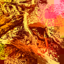 DriftWood
