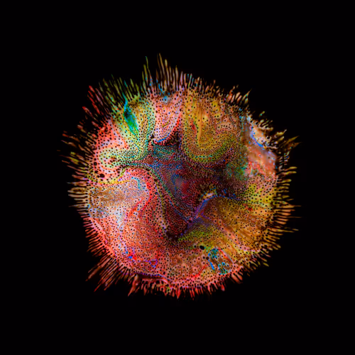 Item #39853347361311550538823328626004824816221754573894422864413753376969645359105 Media