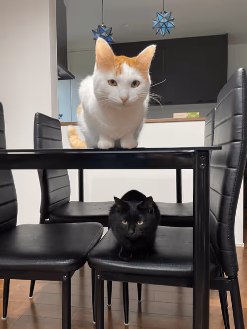 Item #57432309319676179700798702069366385585354272226932054472084542000209009311745 Media