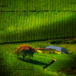 THE HOUSE OF GREENS