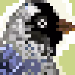 Jackdaw No. 1