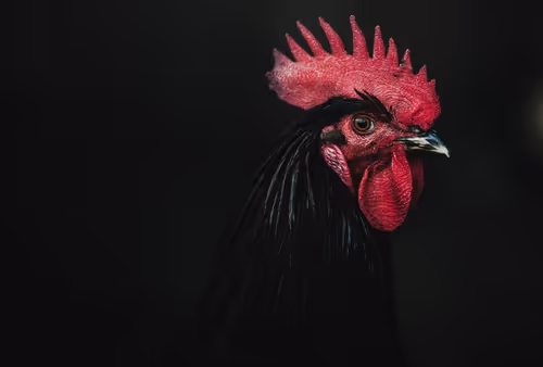 Item #96722404509651341404320943971918278257484839250108932769859130373161321758721 Media