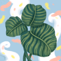 Calathea Orbifolia