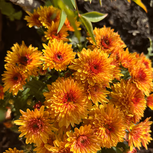 Untitled Collection #27748897