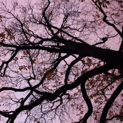 Tree of life