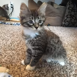 baby luna