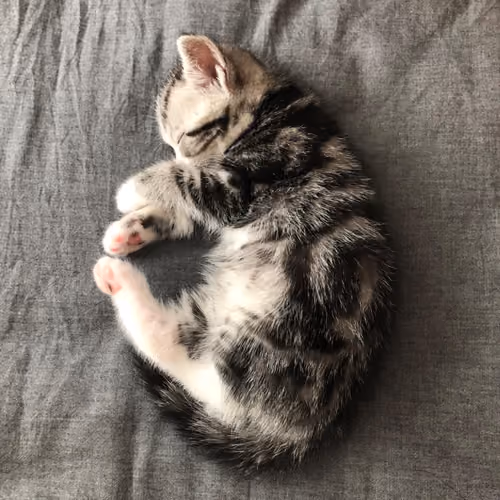 cat_mac