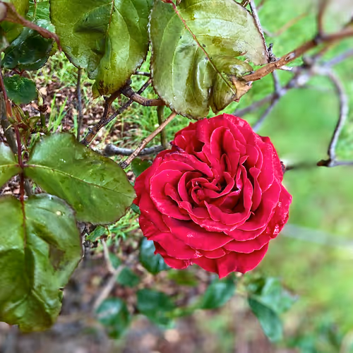 30590749242114448057051430873747331342911239379149562860844022766260245757953