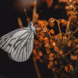 A green-veined white butterfly feeding through its proboscis