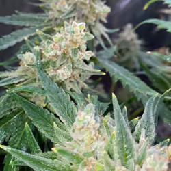 homeGrown 