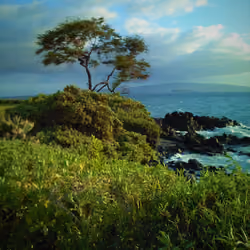 Lone tree at the end of the earth