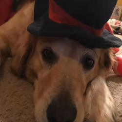 BELLA knows she's getting a treat in her Hat.