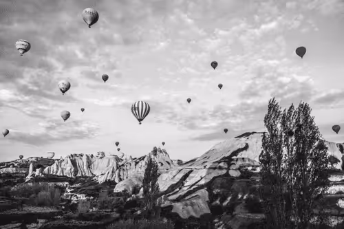 Camelcut B&W collection