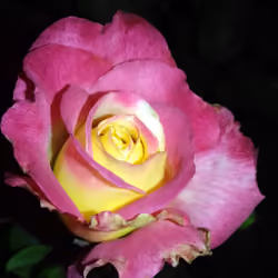 Darkness Into Light Rose NFT 