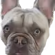 21624671389001773012298199206908566786250307657257297072232197538159177760769