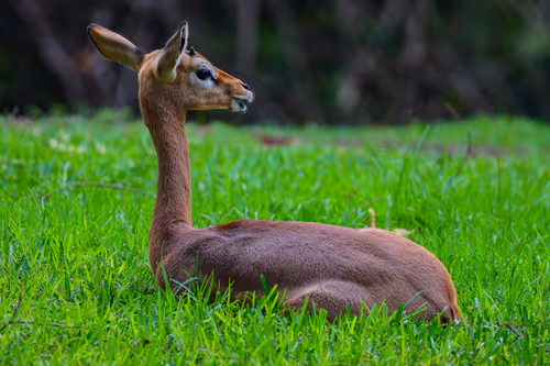 Item #19684374529110288056520570276703370007863893692966726326193838098702208598017 Media