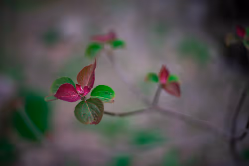 Item #59967187426684840308125755480147414158284983471661826941997092821748779319297 Media