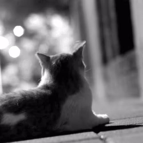 Item #105322358618701185533743754469895824107639028648078310589264470430106620264449 Media