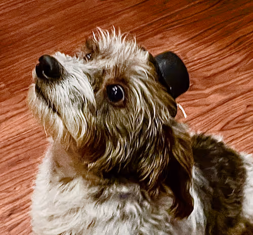 Item #64091487349129214074094081629966656314472367360090135329231412421998566965249 Media