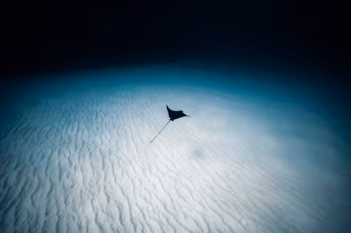 Item #99926930229538675438917090631619995362212113699001151744757174463931200045156 Media