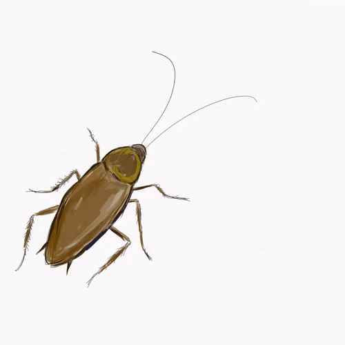 cockroach-101