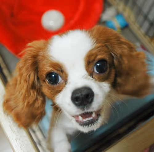 Item #52268251609148313723694636350380869011371331496130941392669189973232729456641 Media