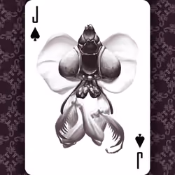 Jack of Spades : The Prey