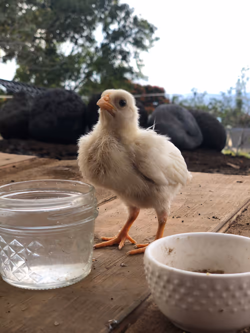 Item #111384347419130010131898734196272882001680551158239169533315207344954179321857 Media