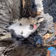 the doge V4