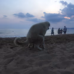 Doggy style