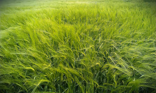 Item #60682361506423565370712823311843810028894794463794072968580133067829366751233 Media