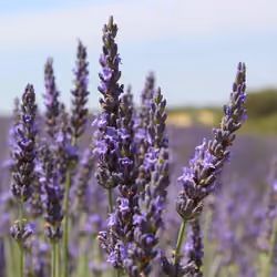 Mini Lavanda