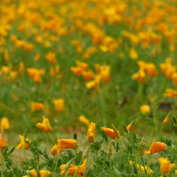 Poppy #0003