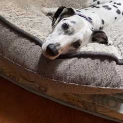 Tasha