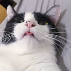 CAT 05